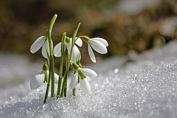 The meaning of Flowers: Snowdrop - Parish News Online